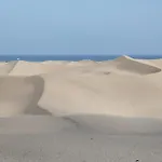 Lirio Blanco De Dunas Canarias Playa del Ingles (Gran Canaria)